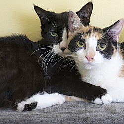 Thumbnail photo of Oreo & Snickers #1