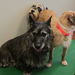 Thumbnail photo of Kylee-PUPPYMILL RESCUE #3