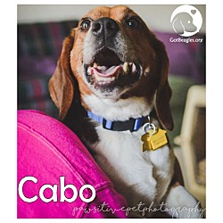 Thumbnail photo of Cabo #1
