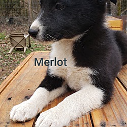 Thumbnail photo of Merlot #1