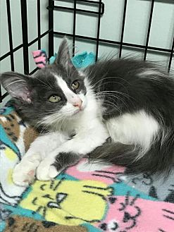 petsmart mite treatment