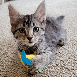Photo of Taffy Kitten
