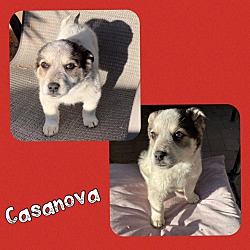 Photo of Casanova