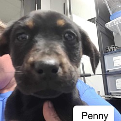 Thumbnail photo of Penny B201 #1