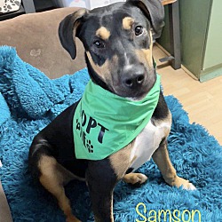 Photo of Samson in CT