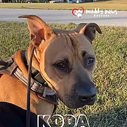 Thumbnail photo of Koda (Courtesy Post) #2