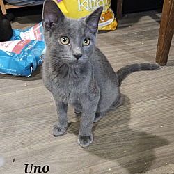 Thumbnail photo of Uno #1