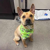 adopt a pet