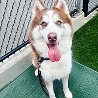 adopt a pet