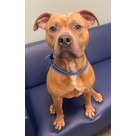 Adopt A Pet :: Brownie - Jackson, MI