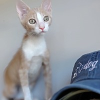 adopt a pet