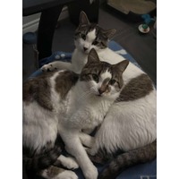 adopt-pet