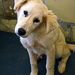 Thumbnail photo of Shelby  *Adopted #1