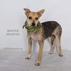 Thumbnail photo of Master Splinter #1