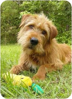 setter terrier mix