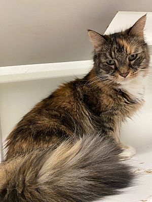 Fall River, MA - Domestic Longhair. Meet Edythe a Pet for Adoption ...