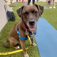 adopt a pet