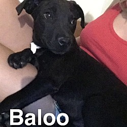 Thumbnail photo of BALOO - 8 WEEK LAB MALE #1