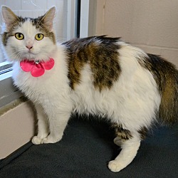 Thumbnail photo of MOPSY - FOUND WITH PINK COLLAR #2