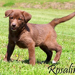 Thumbnail photo of Rosalind~adopted! #2