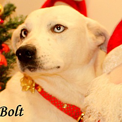 Thumbnail photo of Bolt~adopted! #1