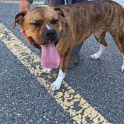 Cheboygan County Humane Society In Cheboygan Michigan