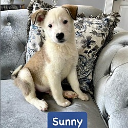 Photo of Sunny