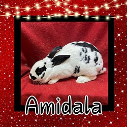 Photo of Amidala