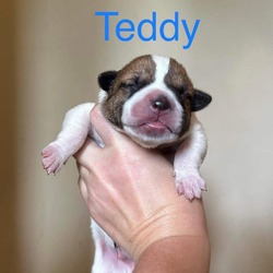 Thumbnail photo of Teddy Valentine #3