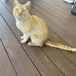 Photo of Larry the Cat Wright