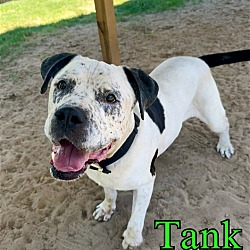 Thumbnail photo of Tank #3