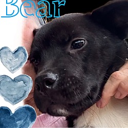 Thumbnail photo of Bear(Boy) #1