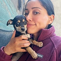 adopt a pet