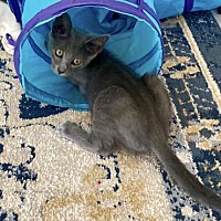 adopt a pet