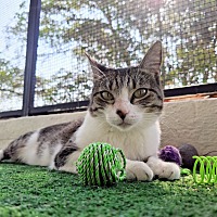 adopt a pet