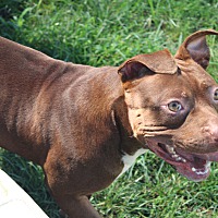 adopt a pet