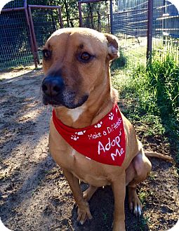 mountain cur redbone mix