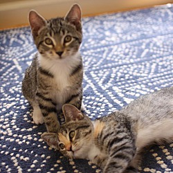 Thumbnail photo of Banks n Tammy BONDED kittens!! #1
