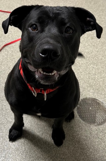 Pequot Lakes, MN - Rottweiler. Meet Bo a Pet for Adoption - AdoptaPet.com