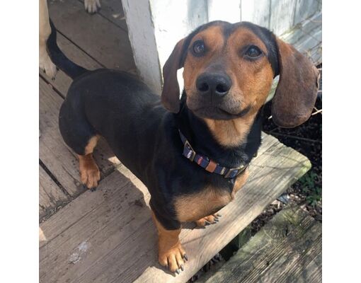 Cincinnati, OH - Dachshund. Meet Peanut a Pet for Adoption - AdoptaPet.com