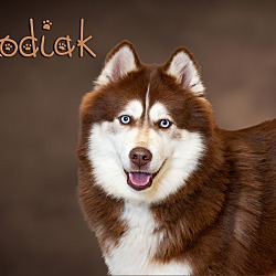 Photo of Kodiak