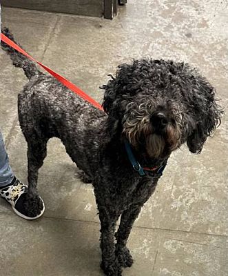 New York, NY - Labradoodle. Meet Dahlia a Pet for Adoption - AdoptaPet.com