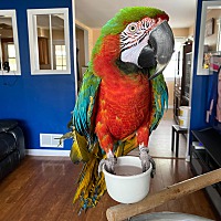 any rescue birds available in the chattanooga area