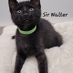 Thumbnail photo of Sir Walter #3