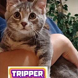 Photo of Tripper