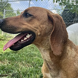 Dog for adoption - POOH BEAR , a Dachshund in Cleveland, TN