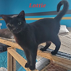 Thumbnail photo of Lottie #1