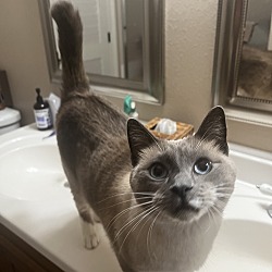 Photo of Toasty