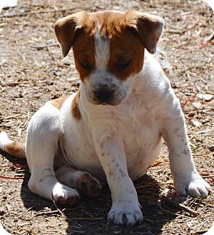 boxer heeler mix puppies for sale