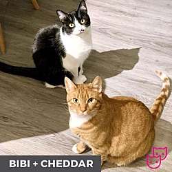 Thumbnail photo of Cheddar (bonded with Bibi) #4